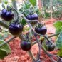 100 PCS Seeds the Most Black Tomato in the world Fruit