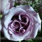 20 PCS Seeds The Rare Light Purple Rose with Three Spirals Perennial Flower
