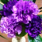 50 PCS Seeds The Rarest Dianthus 'Purple Rain' Carnation Flower