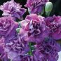 50 PCS Seeds The Rarest Dianthus 'Purple Rain' Carnation Flower