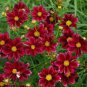 20 PCS Seeds The Rarest Mercury Rising Coreopsis Dark Red Cosmos Flower