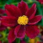 20 PCS Seeds The Rarest Mercury Rising Coreopsis Dark Red Cosmos Flower