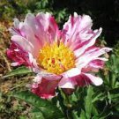 5 PCS Seeds The Rarest Multi-colored Delightfully Ruffled Twisted Japanese Peony Tree