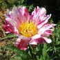 5 PCS Seeds The Rarest Multi-colored Delightfully Ruffled Twisted Japanese Peony Tree
