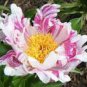 5 PCS Seeds The Rarest Multi-colored Delightfully Ruffled Twisted Japanese Peony Tree