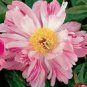 5 PCS Seeds The Rarest Multi-colored Delightfully Ruffled Twisted Japanese Peony Tree