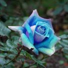 50 PCS Seeds The Rarest Rose Gorgeous Pretty Rose Shrub Plant Flower