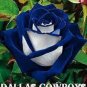 50 PCS Seeds The Rarest Rose Gorgeous Pretty Rose Shrub Plant Flower