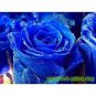 50 PCS Seeds The Rarest Rose Gorgeous Pretty Rose Shrub Plant Flower