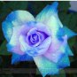50 PCS Seeds The Rarest Rose Gorgeous Pretty Rose Shrub Plant Flower
