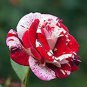 50 PCS Seeds The Rarest White Blood Rose Plant Flower True