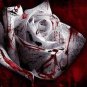 50 PCS Seeds The Rarest White Blood Rose Plant Flower True