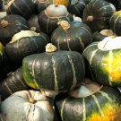 10 PCS Seeds The Standard Buttercup Squash Vegetables Organic 10 PCS Seeds The Standard Buttercup Squash Vegetables Organic