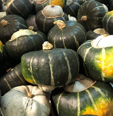 10 PCS Seeds The Standard Buttercup Squash Vegetables Organic