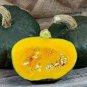 10 PCS Seeds The Standard Buttercup Squash Vegetables Organic