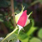 50 PCS Seeds Thin Leaves Blood Red Flowers Rare Heirloom Rose Flower 50 PCS Seeds Thin Leaves Blood Red Flowers Rare Heirloom Rose Flower