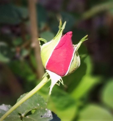50 PCS Seeds Thin Leaves Blood Red Flowers Rare Heirloom Rose Flower