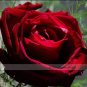50 PCS Seeds Thin Leaves Blood Red Flowers Rare Heirloom Rose Flower