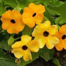 100 PCS Seeds Thunbergia Alata Black-Eyed Susan Vine
