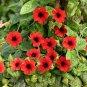100 PCS Seeds Thunbergia Alata Black-Eyed Susan Vine