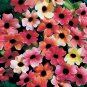 100 PCS Seeds Thunbergia Alata Black-Eyed Susan Vine