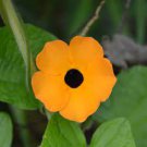 10 PCS Seeds Thunbergia Alata Flower Seeds Black Eyed Susan Vine Yellow Color