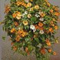 10 PCS Seeds Thunbergia Alata Flower Seeds Black Eyed Susan Vine Yellow Color