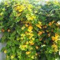 10 PCS Seeds Thunbergia Alata Flower Seeds Black Eyed Susan Vine Yellow Color