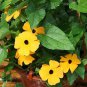 10 PCS Seeds Thunbergia Alata Flower Seeds Black Eyed Susan Vine Yellow Color