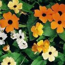 10 PCS Seeds Thunbergia Alata Seeds Black Eyed Susan Vine Rose Red Light Yellow Colors