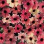 10 PCS Seeds Thunbergia Alata Seeds Black Eyed Susan Vine Rose Red Light Yellow Colors