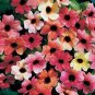 10 PCS Seeds Thunbergia Alata Seeds Black Eyed Susan Vine Rose Red Light Yellow Colors