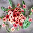 10 PCS Seeds Thunbergia AlataChile Susan