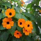 20 PCS Seeds Thunbergia Orange Black Eyed Susan Vine Morning Glory Climbing Flowers