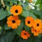 20 PCS Seeds Thunbergia Orange Black Eyed Susan Vine Morning Glory Climbing Flowers