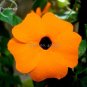 20 PCS Seeds Thunbergia Orange Black Eyed Susan Vine Morning Glory Climbing Flowers