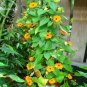 20 PCS Seeds Thunbergia Orange Black Eyed Susan Vine Morning Glory Climbing Flowers