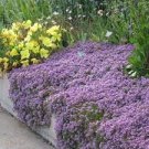 20 PCS Seeds Thymus serpyllum 'Creeping Thyme' Ground Covers
