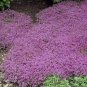 20 PCS Seeds Thymus serpyllum 'Creeping Thyme' Ground Covers