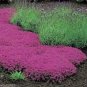 20 PCS Seeds Thymus serpyllum 'Creeping Thyme' Ground Covers