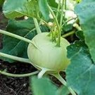 500 PCS Seeds Tianjin Green Kohlrabi Orange Turnip cabbage