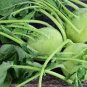 500 PCS Seeds Tianjin Green Kohlrabi Orange Turnip cabbage
