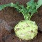 500 PCS Seeds Tianjin Green Kohlrabi Orange Turnip cabbage