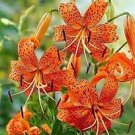 50 PCS Seeds Tiger Skins Lilium Brownii Flower