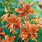 50 PCS Seeds Tiger Skins Lilium Brownii Flower