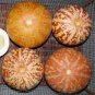 100 PCS Seeds Tigger Tiger Miniature Personal Melon Heirloom Cucumis Melo
