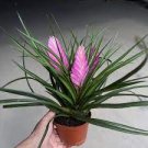100 PCS Seeds Tillandsia Cyanea Bonsai Tillandsia Orchid Potted Flower