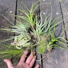 10 PCS Seeds Tillandsia Funckiana Air Plant 10 PCS Seeds Tillandsia Funckiana Air Plant