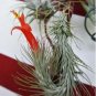 10 PCS Seeds Tillandsia Funckiana Air Plant
