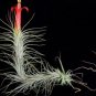 10 PCS Seeds Tillandsia Funckiana Air Plant